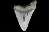 Bargain, Megalodon Tooth - North Carolina #76237-1